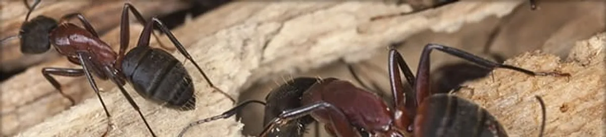 Close-up of ants on wood showing an active ant infestation in Jacksonville, FL