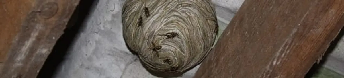 Wasp nest in an attic space, a common home infestation risk in Jacksonville, FL