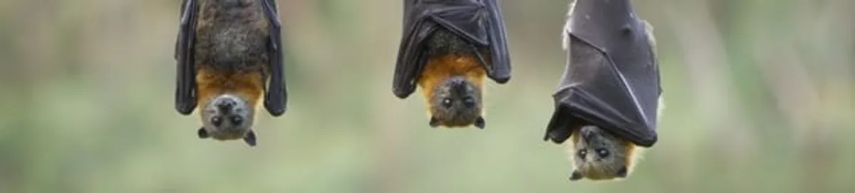 Bats roosting together, a common sign of a bat infestation in Jacksonville, FL