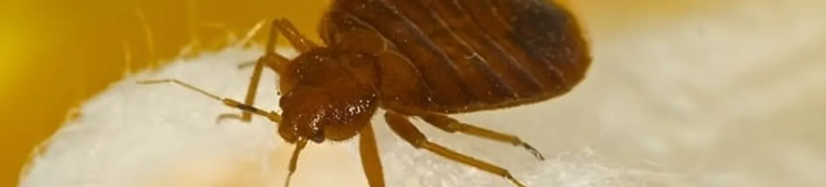 Close-up of a bed bug, a sign of an active infestation in Jacksonville, FL