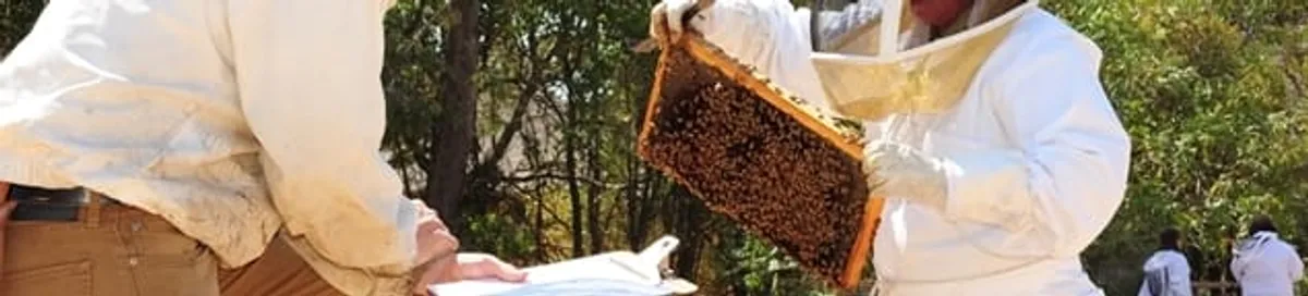 Bee removal specialists relocating a hive and honeycomb safely in Jacksonville, FL