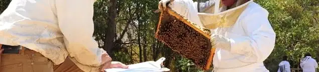 Bee removal specialists relocating a hive and honeycomb safely in Jacksonville, FL