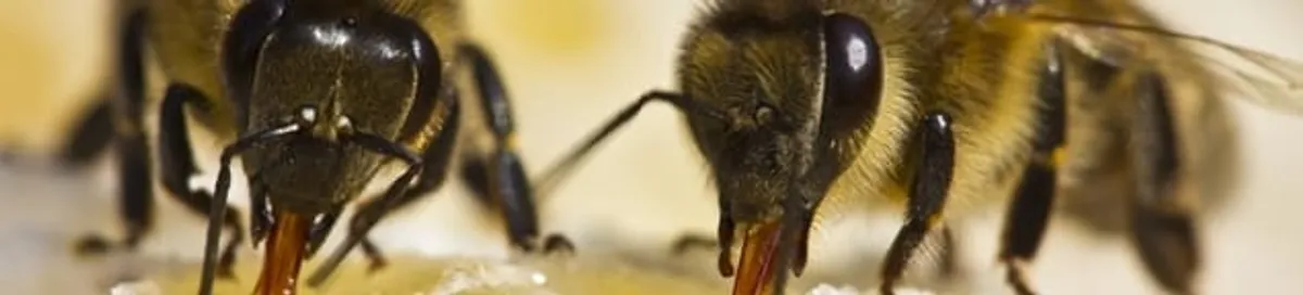 Close-up of honey bees, a sign of a nearby hive in Jacksonville, FL