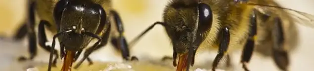 Close-up of honey bees, a sign of a nearby hive in Jacksonville, FL
