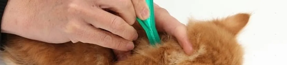 Flea treatment for pets using a flea comb, a sign of flea problems in Jacksonville, FL