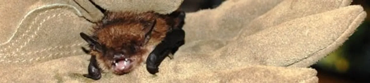 Bat removal specialist holding a bat safely during humane exclusion in Jacksonville, FL