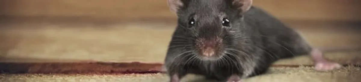 Mouse indoors, a common sign of a rodent infestation in Jacksonville, FL