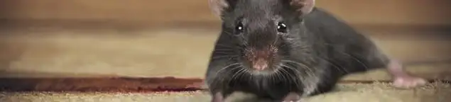 Mouse indoors, a common sign of a rodent infestation in Jacksonville, FL