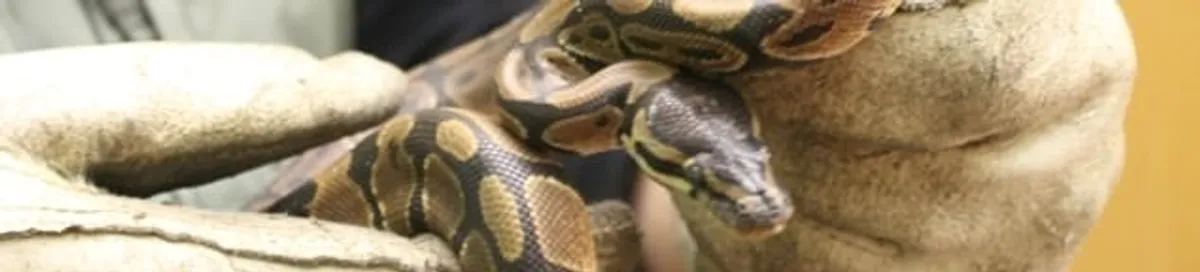 Snake removal specialist safely handling a snake with protective gloves in Jacksonville, FL