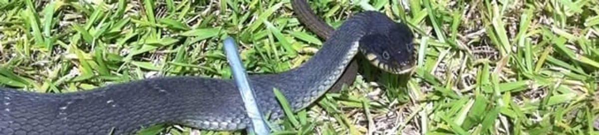 Snake in a yard, a common sign of a snake problem near a home in Jacksonville, FL