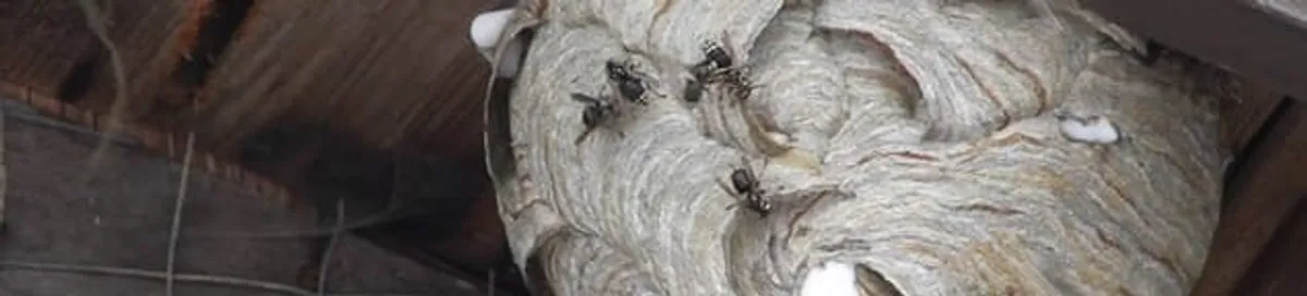 Close-up of a wasp nest with active wasps, a sign of an infestation in Jacksonville, FL